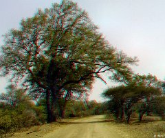 ZA 09-Krugerpark 654
